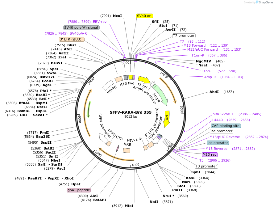 219281-plasmid-map-sequence-id-449036