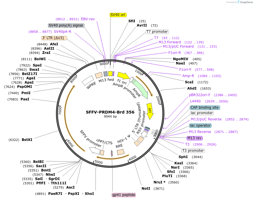 219282-plasmid-map-sequence-id-449037