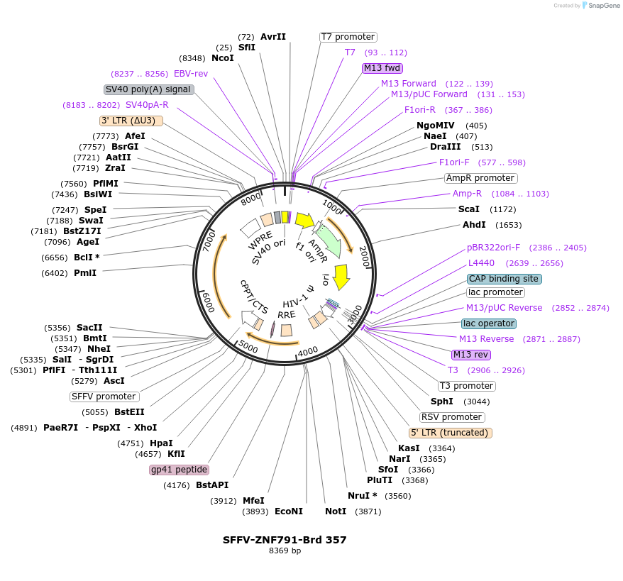 219283-plasmid-map-sequence-id-449038