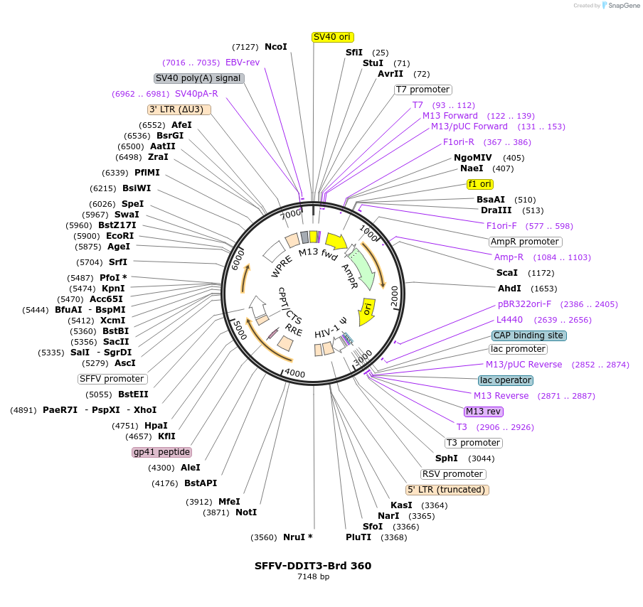 219286-plasmid-map-sequence-id-449039