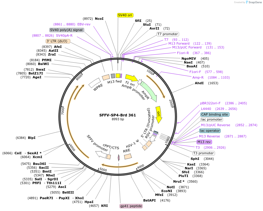 219287-plasmid-map-sequence-id-449040