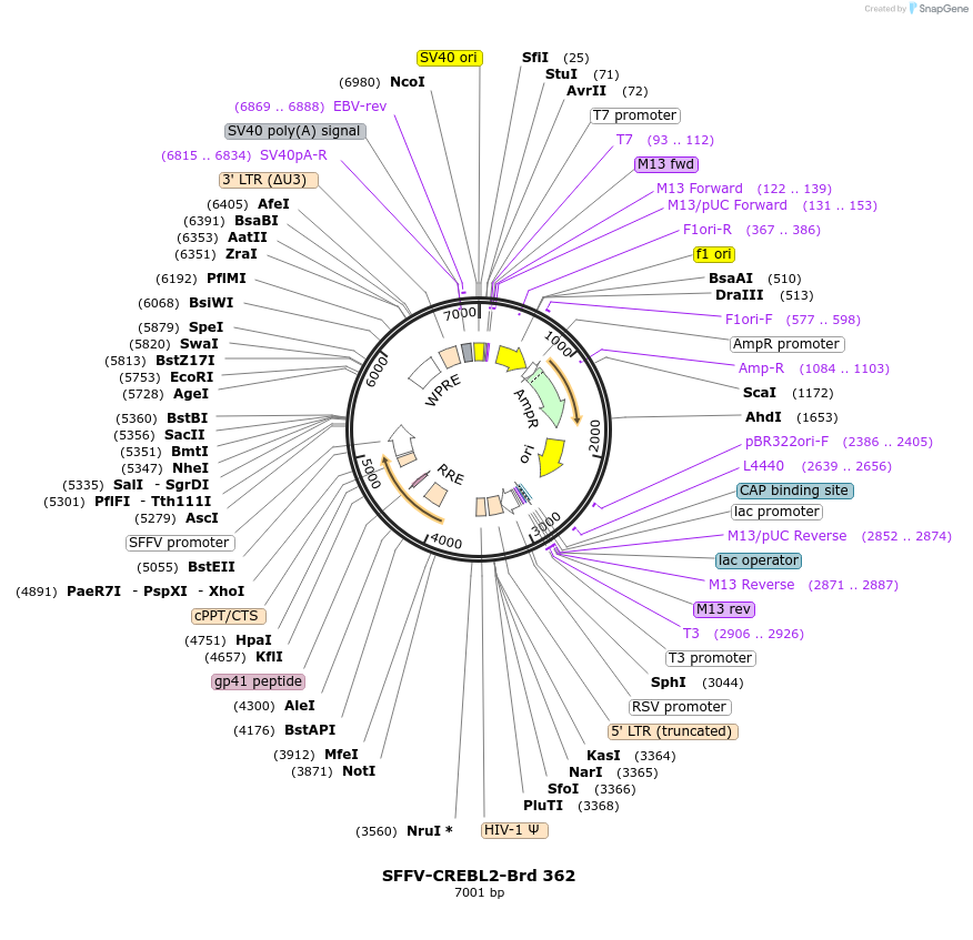 219288-plasmid-map-sequence-id-449041