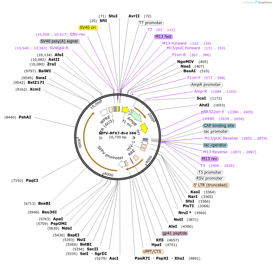 219291-plasmid-map-sequence-id-449043