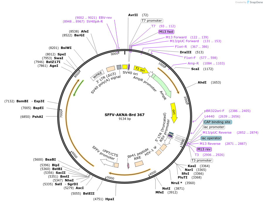 219292-plasmid-map-sequence-id-449044