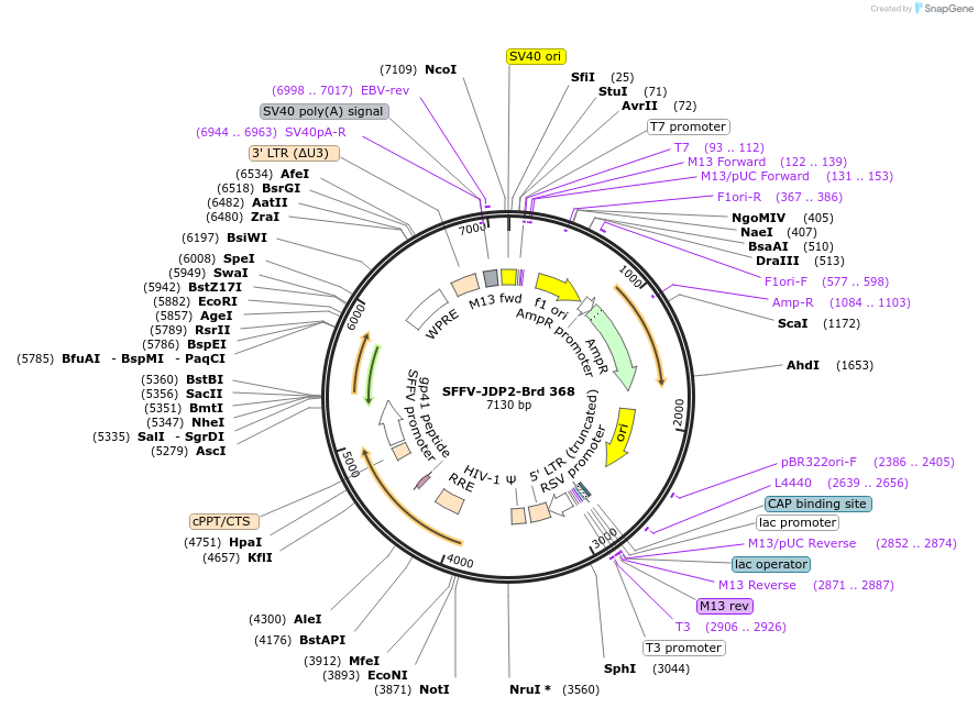 219293-plasmid-map-sequence-id-449045