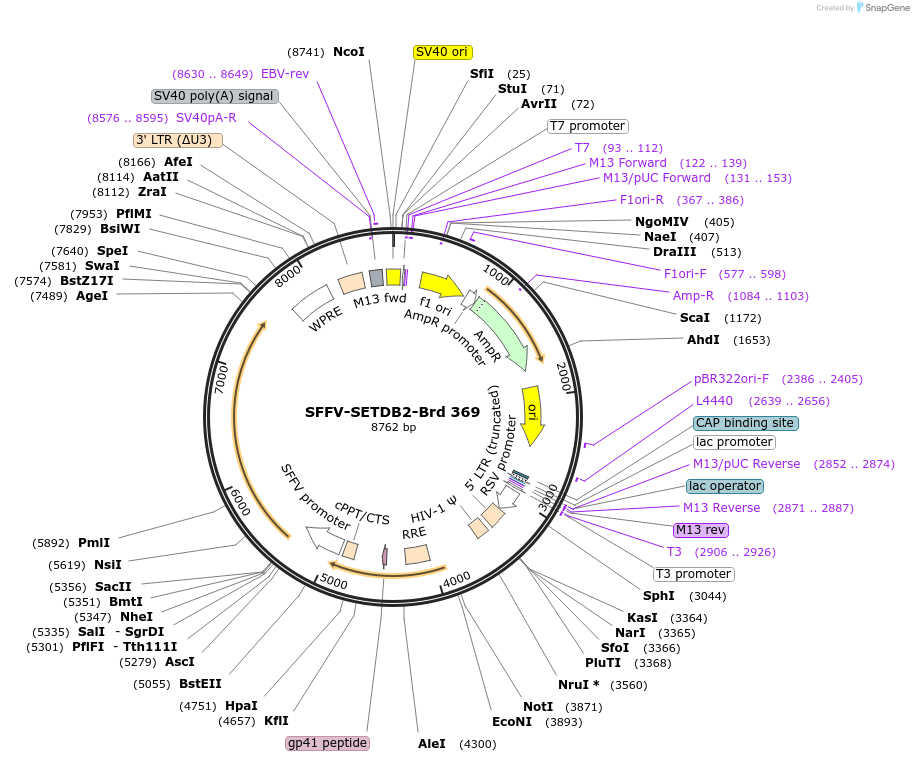 219294-plasmid-map-sequence-id-449046