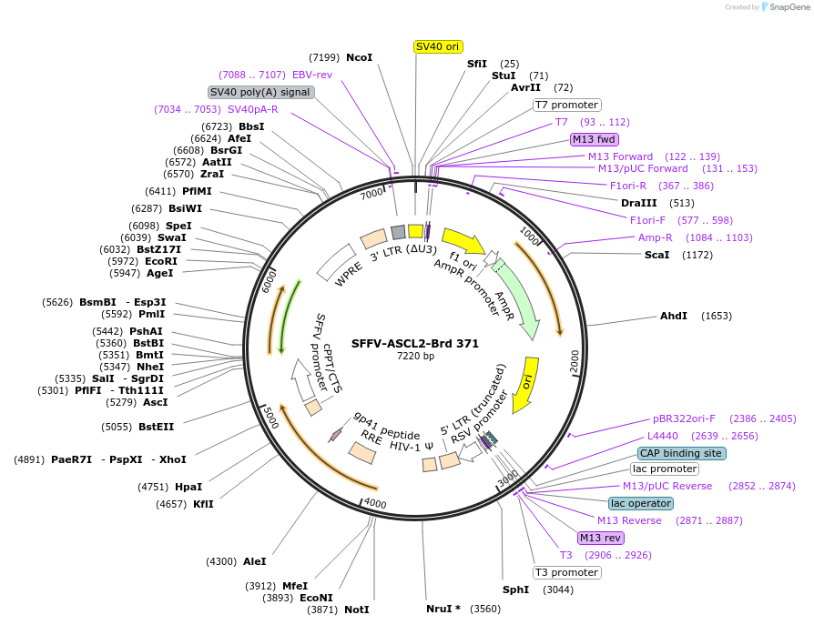 219296-plasmid-map-sequence-id-449047