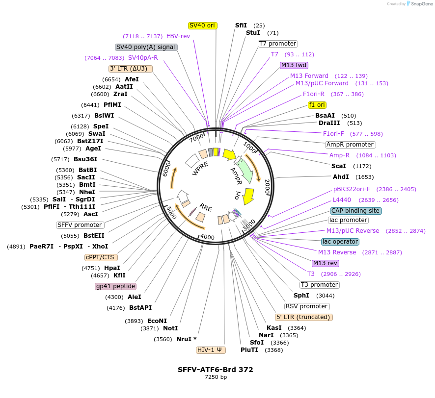 219297-plasmid-map-sequence-id-449048