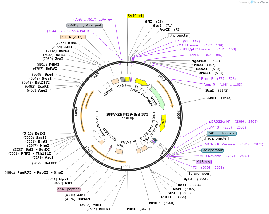 219298-plasmid-map-sequence-id-449049