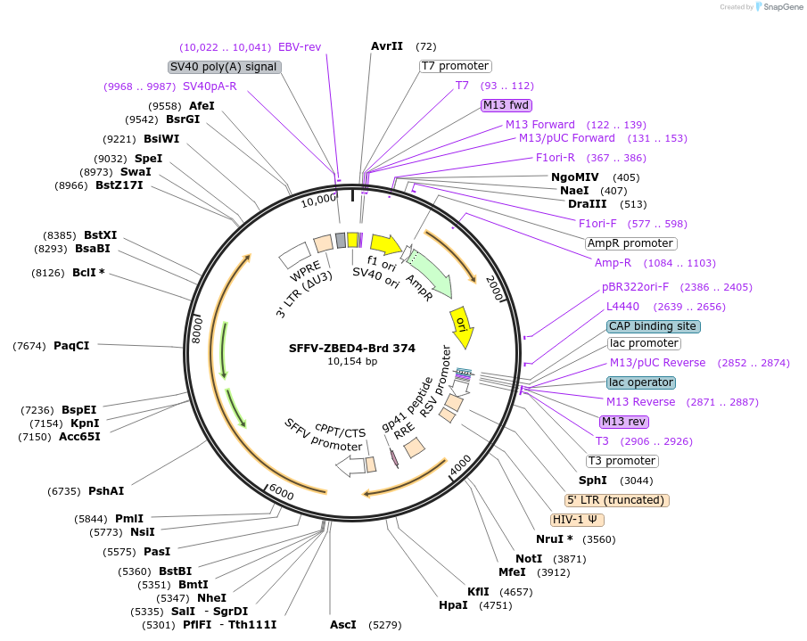 219299-plasmid-map-sequence-id-449050