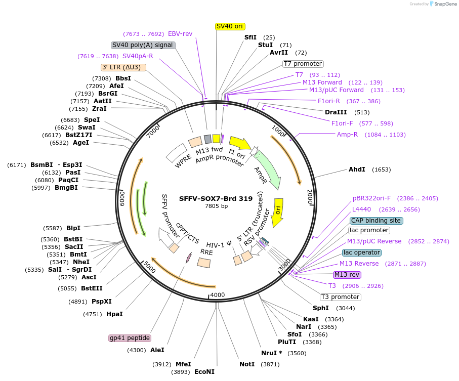 219249-plasmid-map-sequence-id-449051