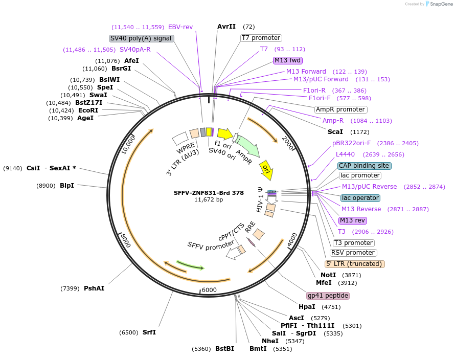 219303-plasmid-map-sequence-id-449052