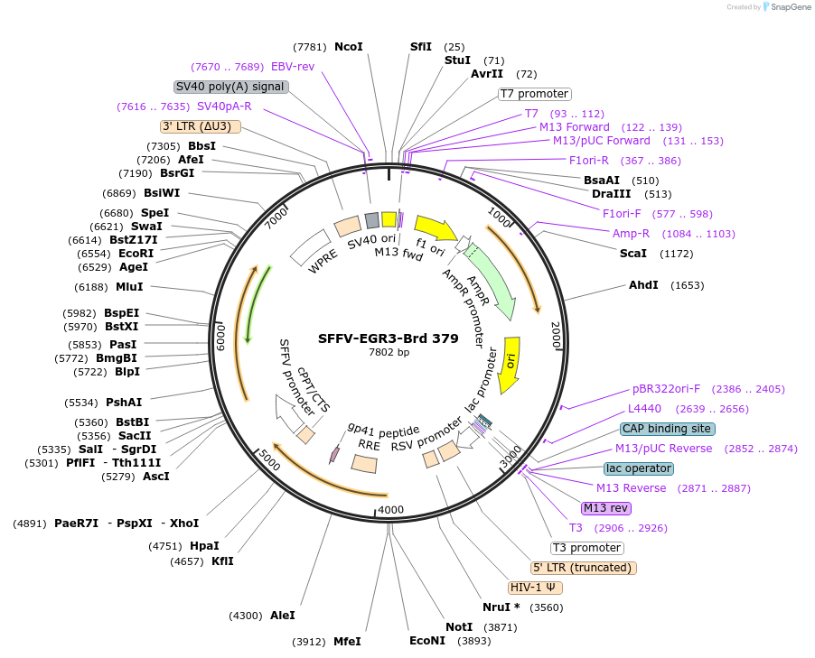 219304-plasmid-map-sequence-id-449053