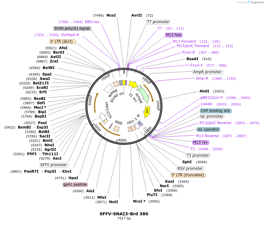 219305-plasmid-map-sequence-id-449054
