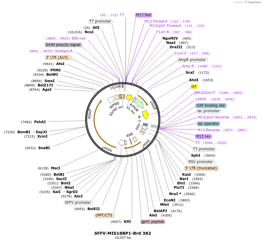 219307-plasmid-map-sequence-id-449055