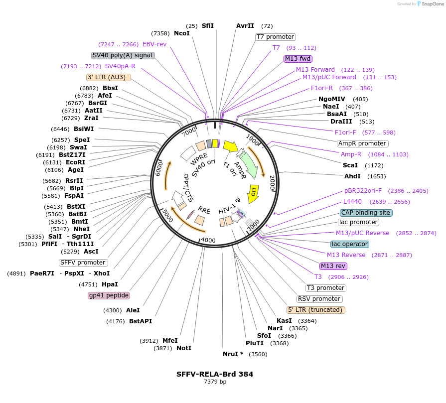 219308-plasmid-map-sequence-id-449056