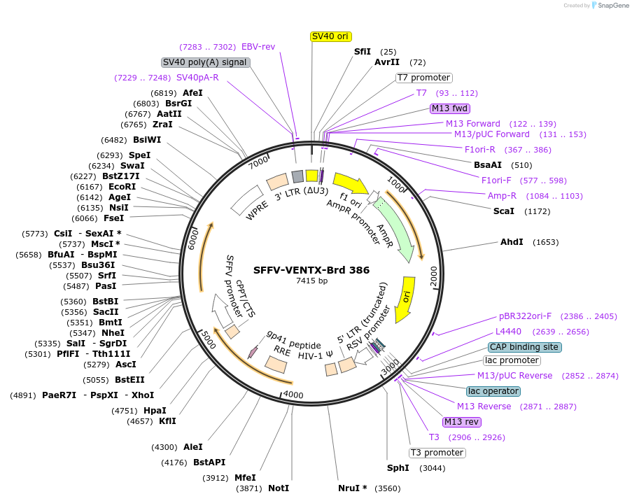 219310-plasmid-map-sequence-id-449057