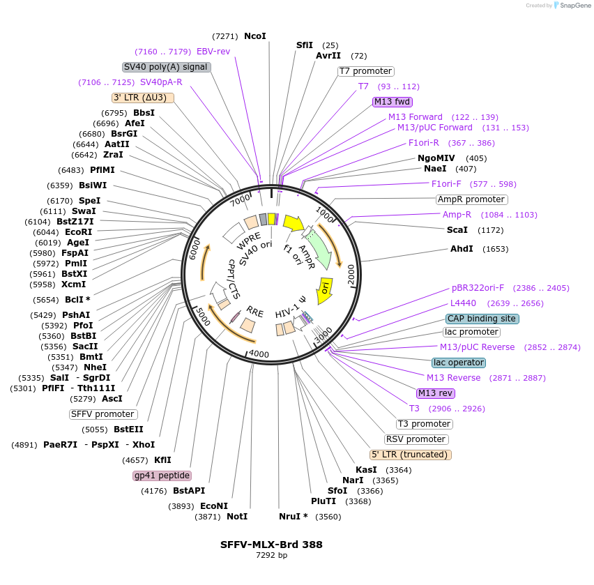 219312-plasmid-map-sequence-id-449059