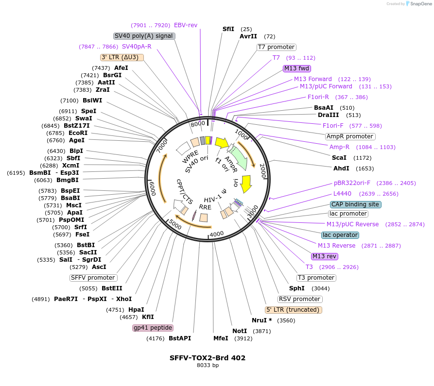 219325-plasmid-map-sequence-id-449060