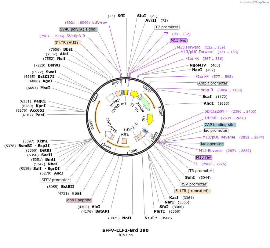 219314-plasmid-map-sequence-id-449061