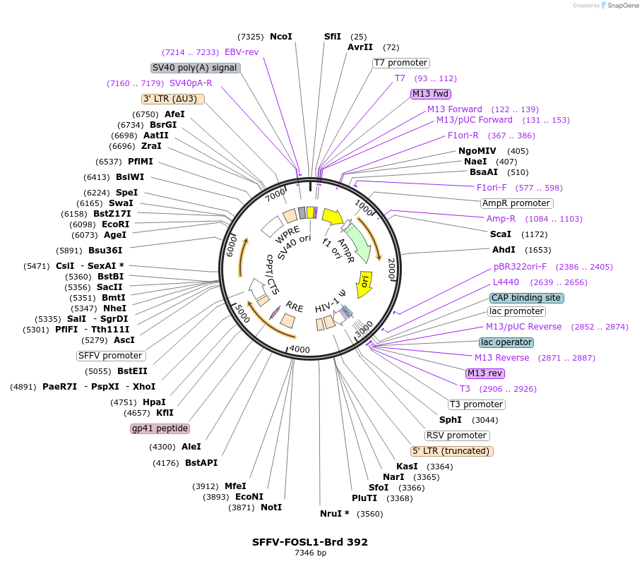 219316-plasmid-map-sequence-id-449062