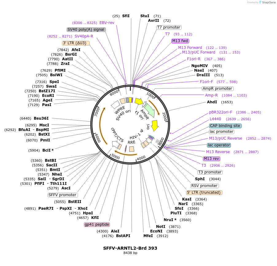 219317-plasmid-map-sequence-id-449063