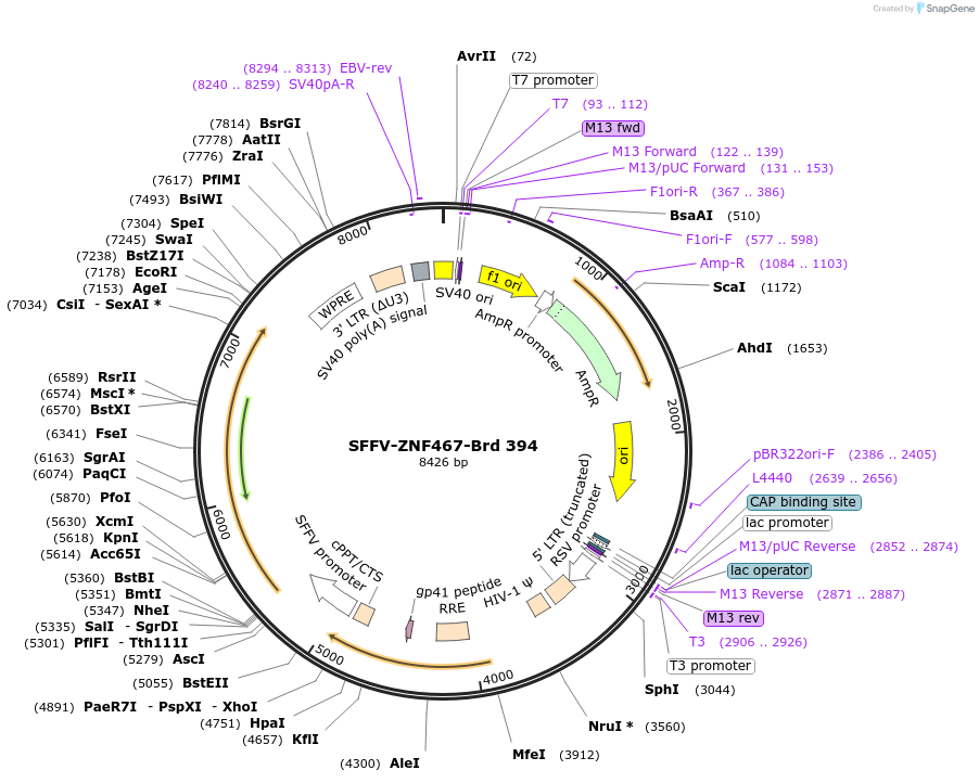 219318-plasmid-map-sequence-id-449064
