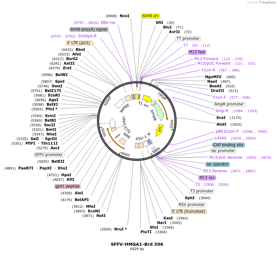 219319-plasmid-map-sequence-id-449065