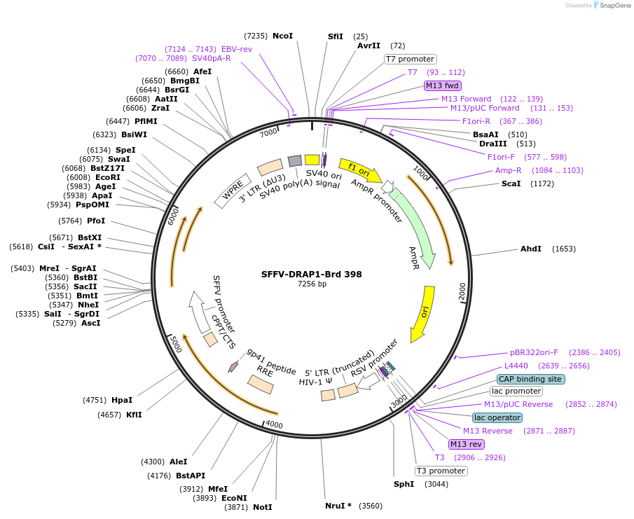 219321-plasmid-map-sequence-id-449066