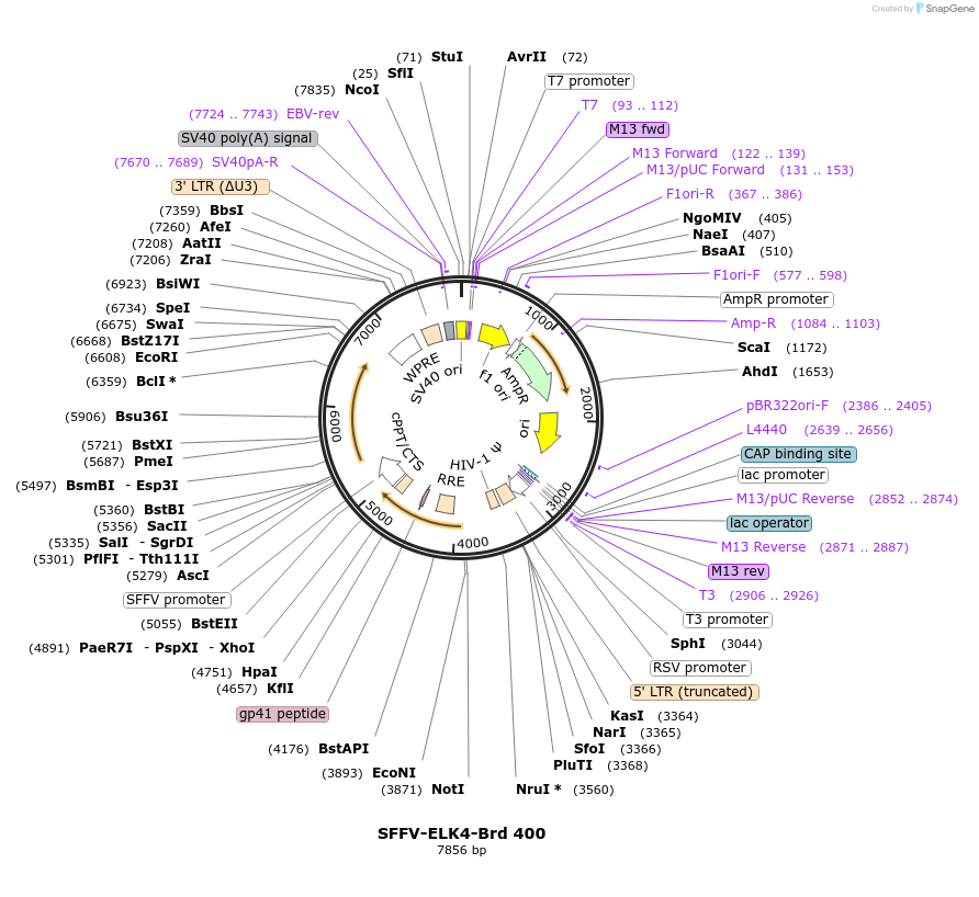 219323-plasmid-map-sequence-id-449067
