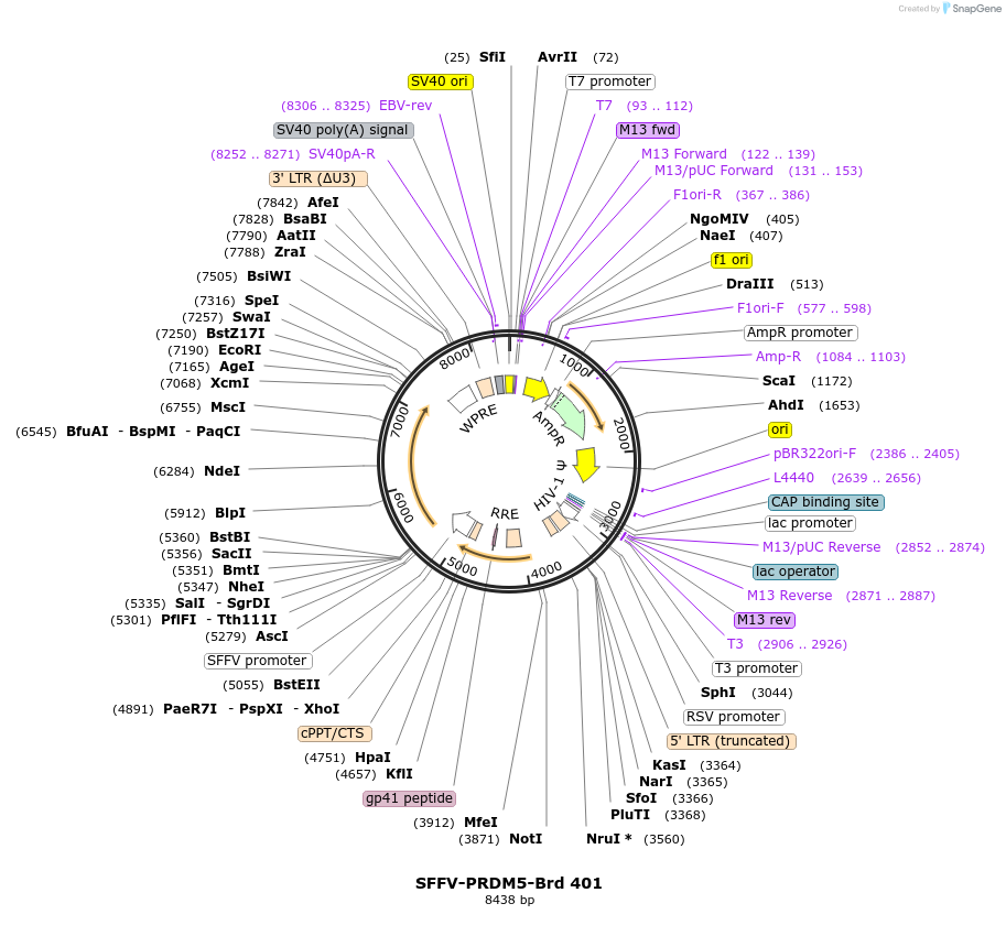219324-plasmid-map-sequence-id-449068