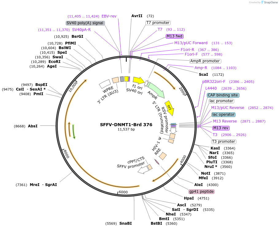219301-plasmid-map-sequence-id-449069