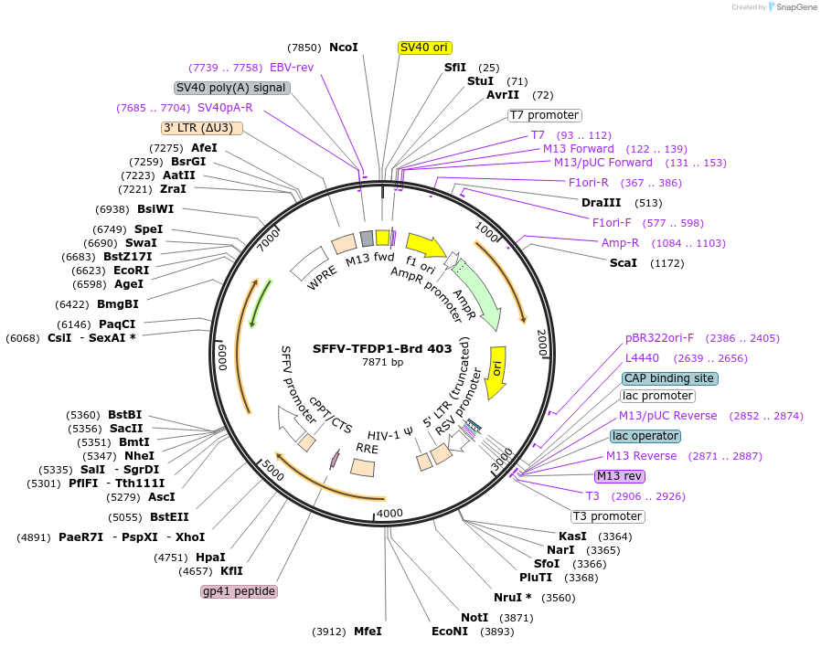 219326-plasmid-map-sequence-id-449070