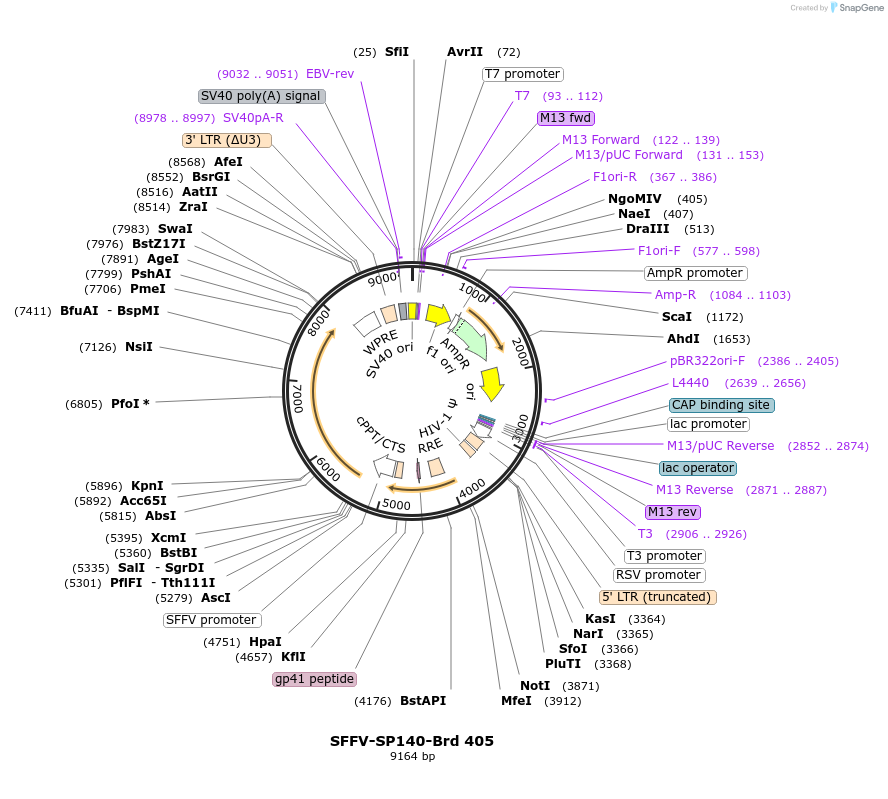 219328-plasmid-map-sequence-id-449072