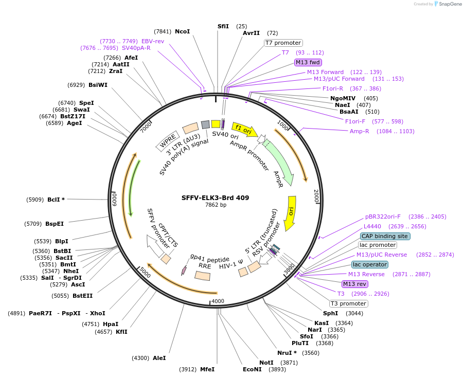 219332-plasmid-map-sequence-id-449075