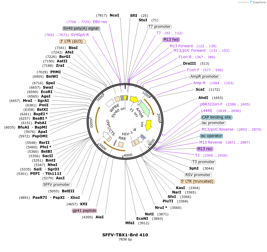 219333-plasmid-map-sequence-id-449076