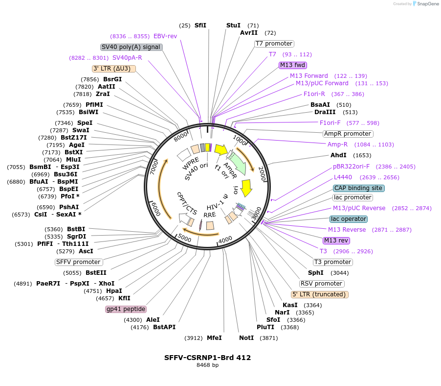 219334-plasmid-map-sequence-id-449077