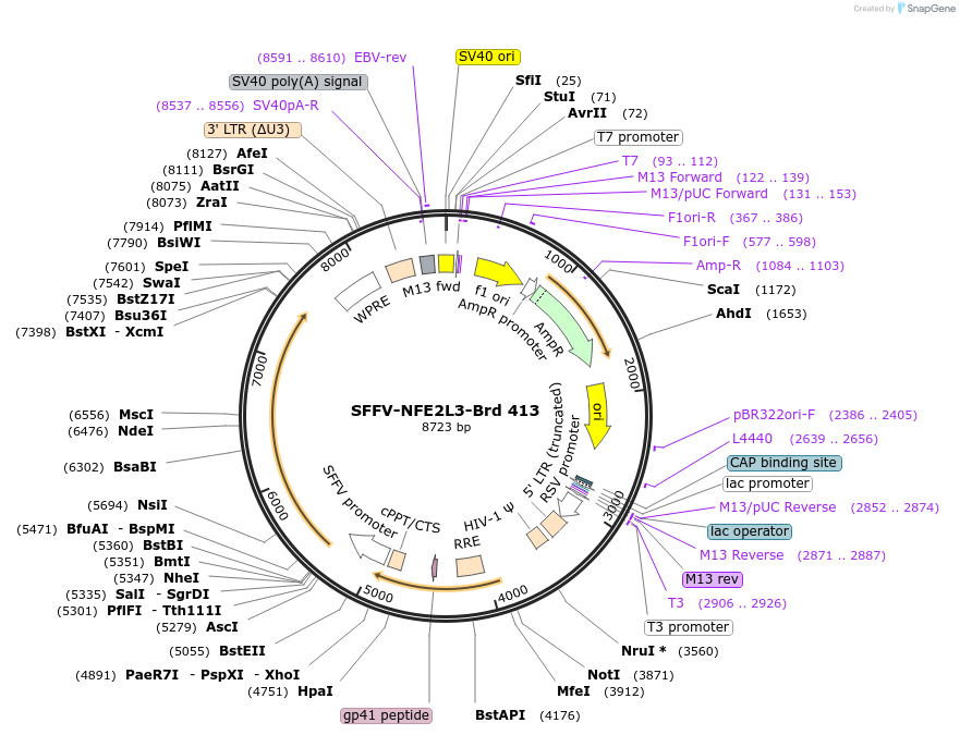 219335-plasmid-map-sequence-id-449078