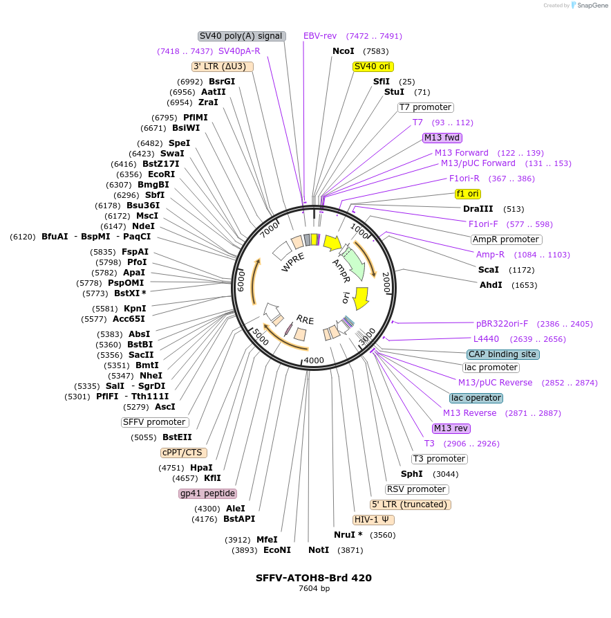 219338-plasmid-map-sequence-id-449079