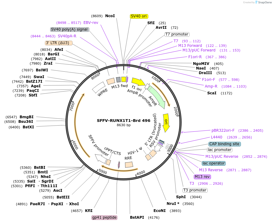 219390-plasmid-map-sequence-id-449081