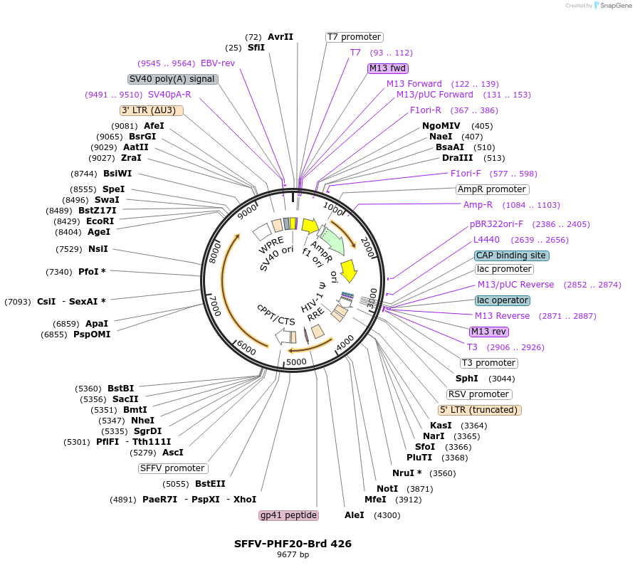 219342-plasmid-map-sequence-id-449082