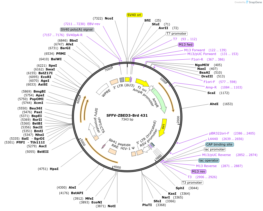 219346-plasmid-map-sequence-id-449084