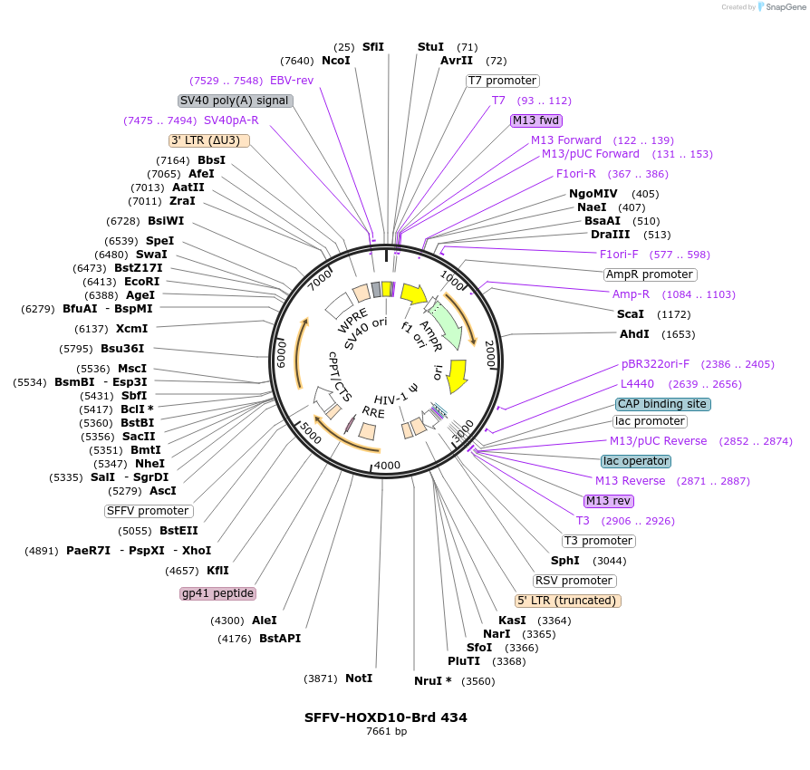 219347-plasmid-map-sequence-id-449085