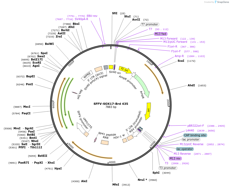 219348-plasmid-map-sequence-id-449086