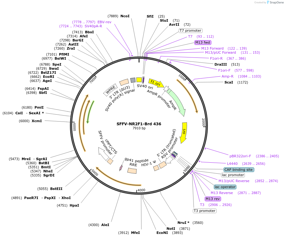 219349-plasmid-map-sequence-id-449087