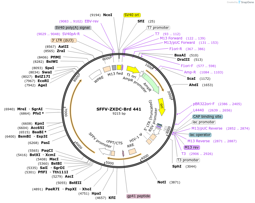 219350-plasmid-map-sequence-id-449088