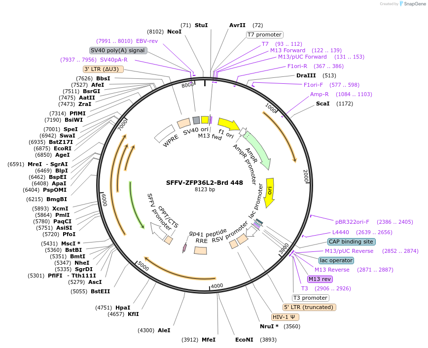 219355-plasmid-map-sequence-id-449090
