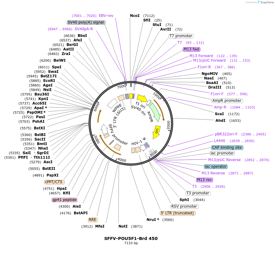 219357-plasmid-map-sequence-id-449092