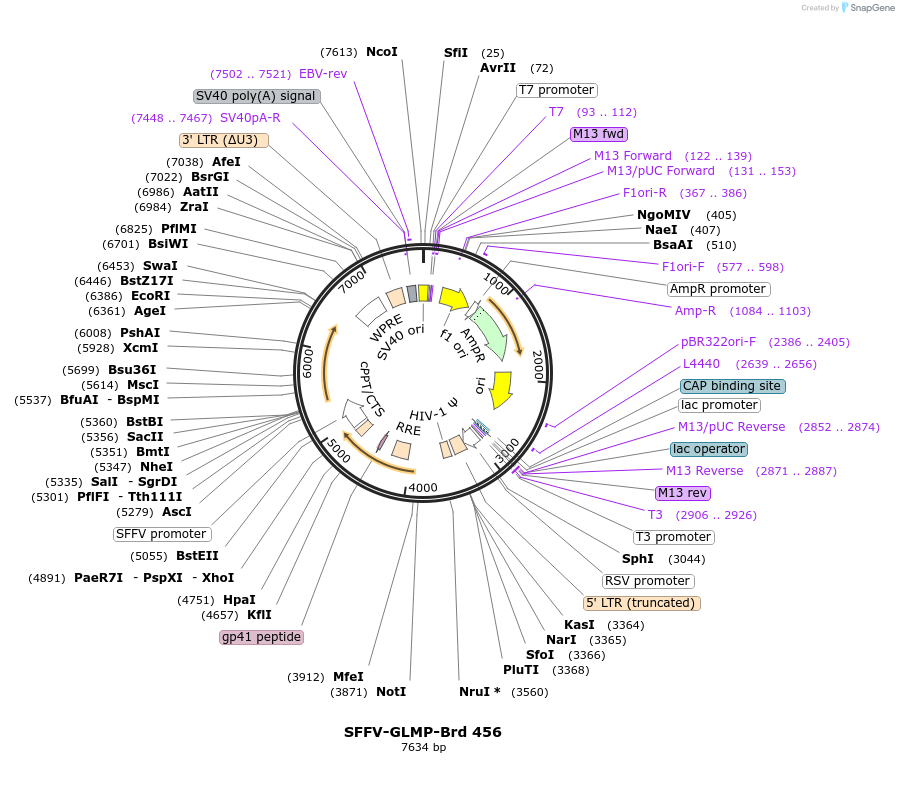 219362-plasmid-map-sequence-id-449094