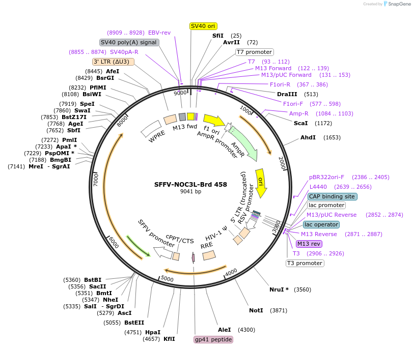 219364-plasmid-map-sequence-id-449095